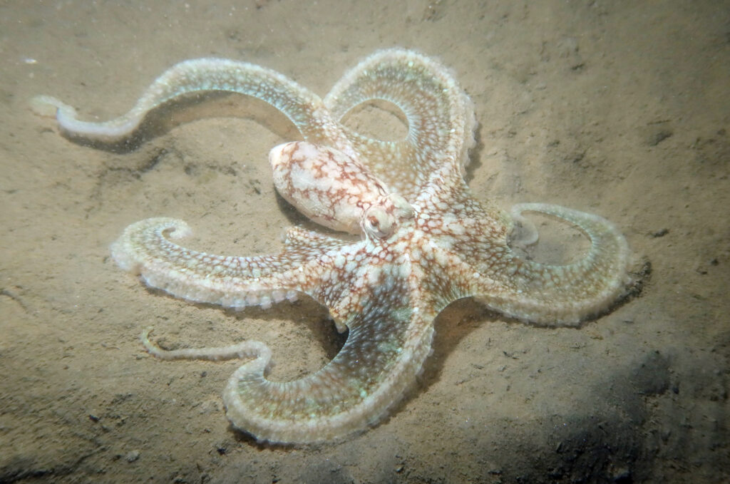 Poulpe à Longs Bras Macrotritopus defilippi
Xavier Rufray